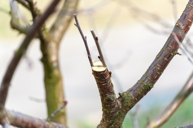 Poda sazonal de árvores. O fazendeiro cuida do pomar.