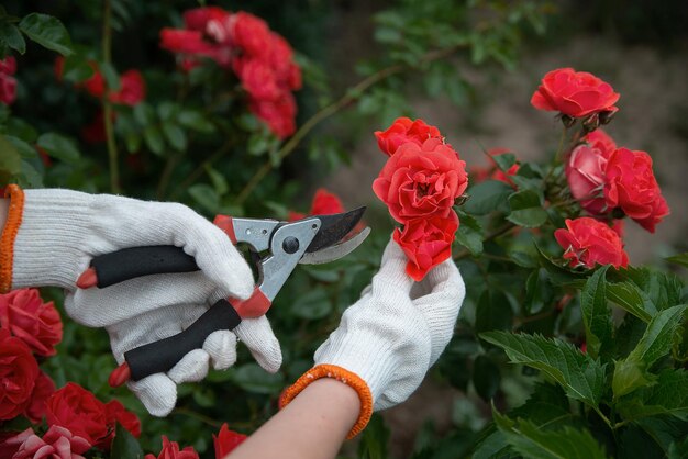 Podador de ferramentas de jardim nas mãos no contexto de uma exuberante floração de rosas vermelhas