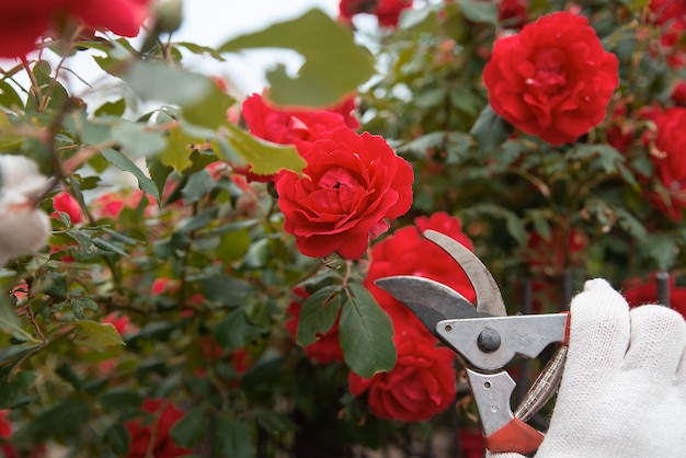 Podador de ferramentas de jardim nas mãos no contexto de uma exuberante floração de rosas vermelhas