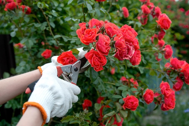 Podador de herramientas de jardín en las manos contra el fondo de un exuberante arbusto florido de rosas rojas