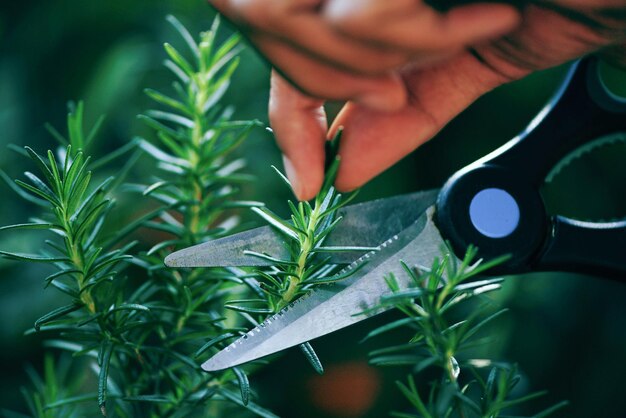 Podar hierbas frescas de romero con fondo verde natural Cortar la planta de romero que crece en el jardín para extraer aceite esencial