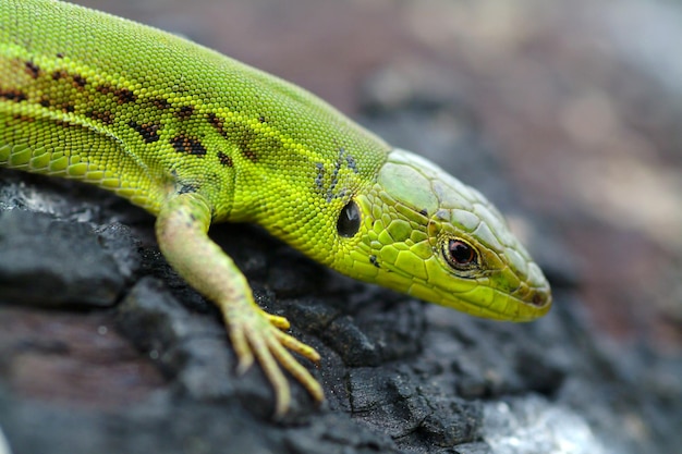 Podarcis tauricus, lagartija balcánica