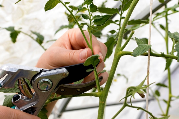 Pode los brotes de agua que crecen entre los tallos de la planta de tomate podando las ramas de la planta de tomate