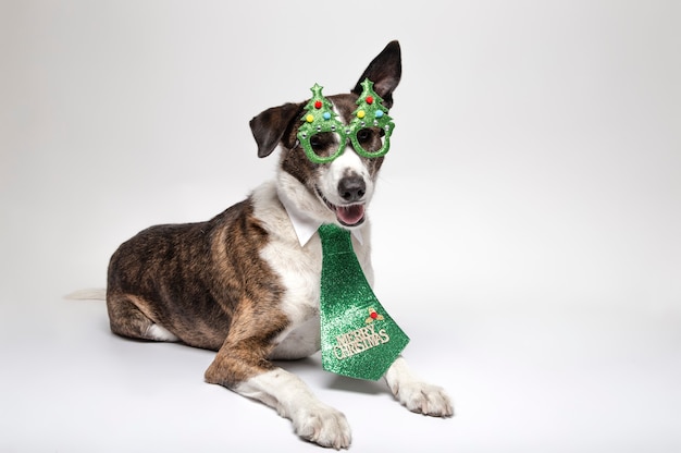 Podenco divertido acostado con gafas de árbol de Navidad y corbata verde sobre blanco