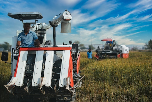 Una poderosa cosechadora cosecha eficientemente una abundante cosecha de arroz y trigo