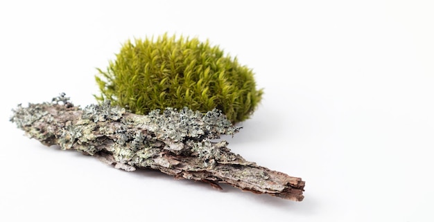 Un podio natural de madera con musgo verde para productos orgánicos sobre un fondo blanco