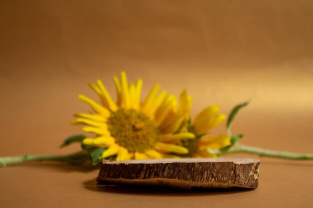 Podio de productos de madera o escaparate con girasoles. Fondo de presentación para perfumería y cosmética.