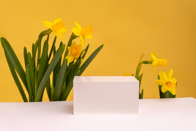 Podium für Produktfotohintergrund mit jonquil geometrischen Objekten und Blumen