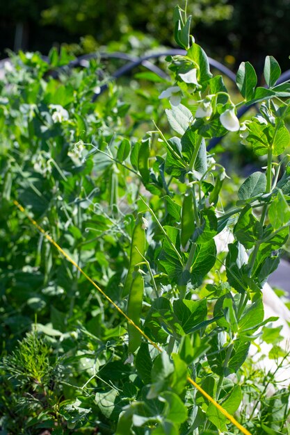 Foto pods de ervilhas verdes crescendo em um leito de jardim verticalmente