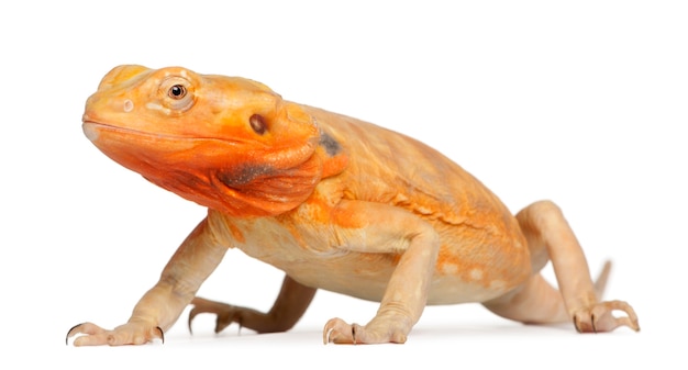 Pogona vitticeps do dragão barbudo central isolado