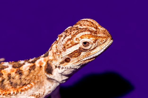 Foto pogona vitticeps, o dragão barbudo central, é uma espécie de lagarto agamida