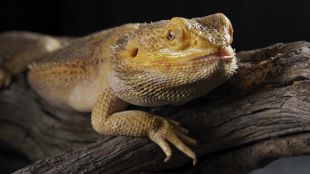 Pogona Vitticeps oder Bartagamen-Nahaufnahme Eine große Eidechse sitzt und hört aufmerksam zu