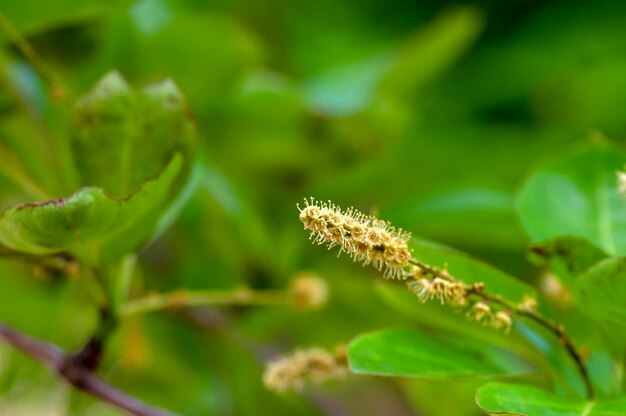 Foto pohon joho terminalia bellirica flor conocida como bahera con flores de fuerte olor ofensivo