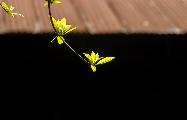 Pohon Joho Terminalia bellirica folhas conhecidas como planta Bahera ou Beleric com forte cheiro ofensivo