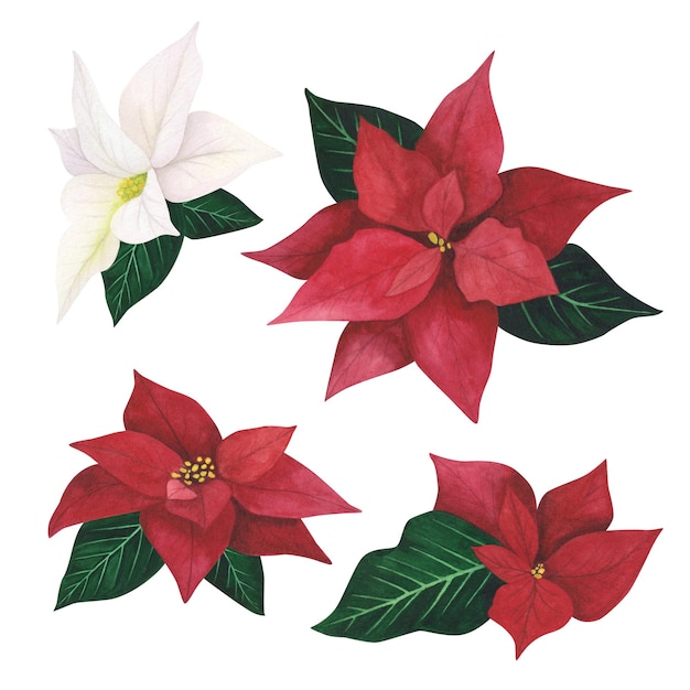 Poinsétia conjunto planta de Natal isolada em fundo branco Aquarela mão desenhada ilustração de Natal Arte para design