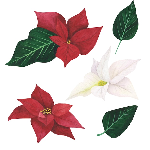 Poinsétia conjunto planta de Natal isolada em fundo branco Aquarela mão desenhada ilustração de Natal Arte para design