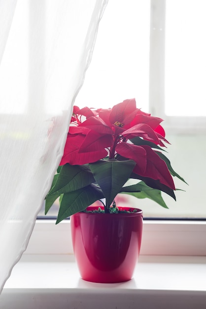 Foto poinsétia de flor de natal na sala de estar, no fundo da janela de luzes. natural tonificado