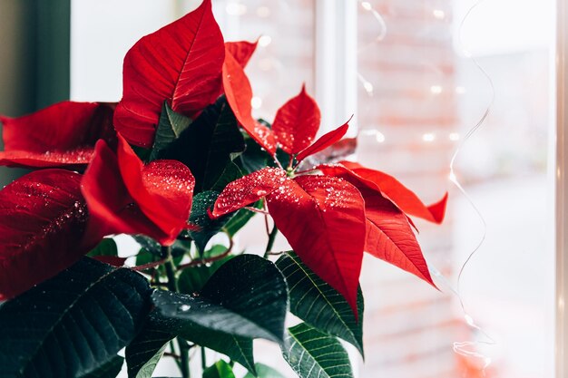 Poinsétia de Natal em pote de cerâmica