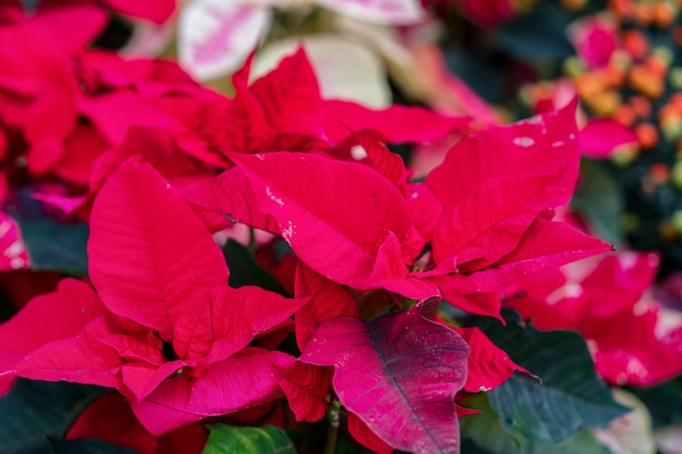 Poinsétia é uma planta ornamental brilhante com folhas vermelhas no topo das plantas.