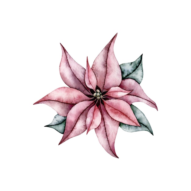 Poinsétia flores flor de estrela de inverno elemento botânico ilustração em aquarela pintada à mão