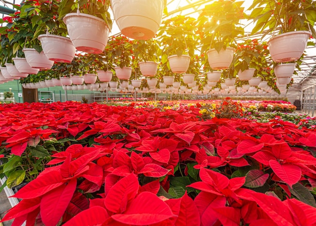 Poinsétia flores vermelhas de Natal