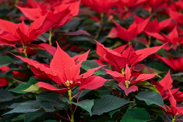 Poinsétia florescendo, folhas vermelhas da flor de natal close-up