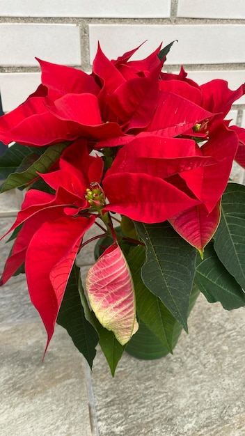 Poinsétia florescendo típica da decoração de Natal. Flor de Natal vermelha típica