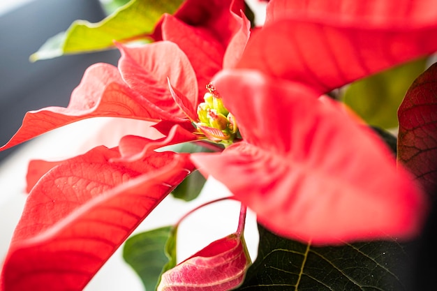 Foto poinsétia florescendo típica da decoração de natal. flor vermelha típica do natal.