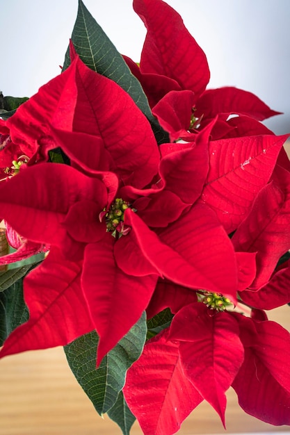 Poinsétia florescendo típica da decoração de Natal. Flor vermelha típica do Natal.