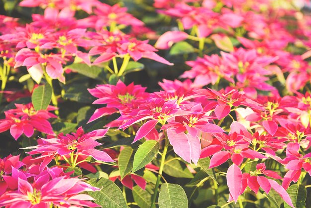 Poinsétia rosa no fundo do jardim - poinsétia decorações de flores tradicionais de natal feliz natal