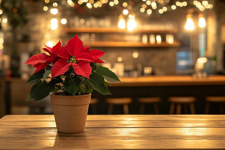 Poinsettia en un acogedor entorno de bar