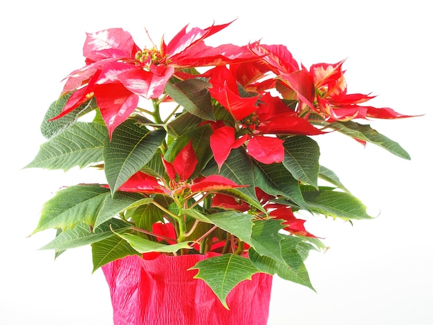 Poinsettia Christmas Star