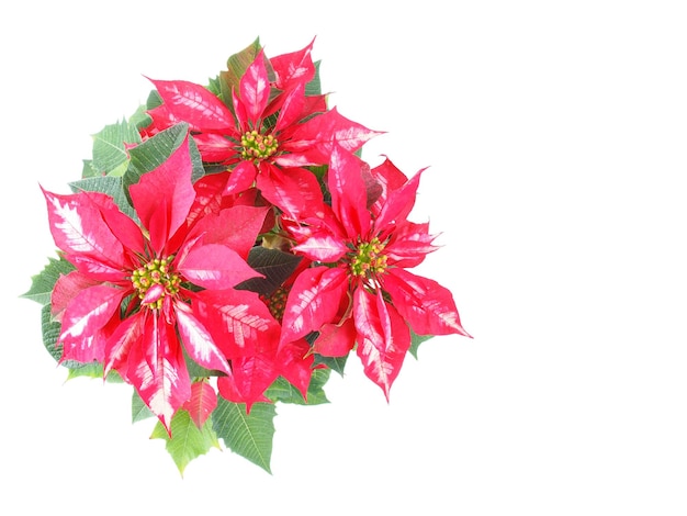 Poinsettia christmas star