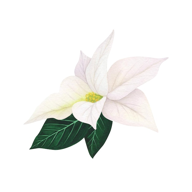 Poinsettia Flor blanca de Navidad aislada sobre fondo blanco Acuarela dibujada a mano Ilustración de Navidad Arte para el diseño