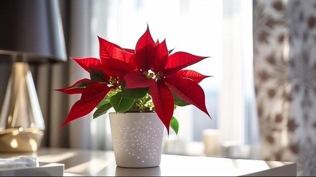 Poinsettia im Innenraum blühen