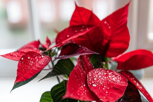 Poinsettia de Navidad en maceta de cerámica