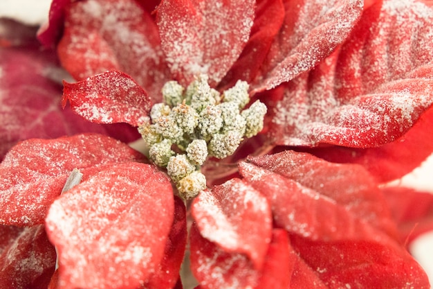 Poinsettia o Euphorbia pulcherrima cubierto de escarcha cerrar