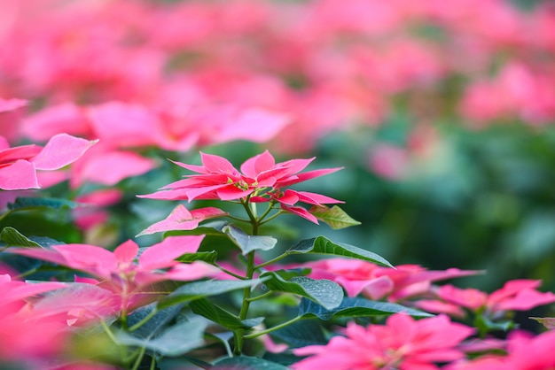 Poinsettia rosa en el fondo del jardín - Poinsettia Navidad decoraciones florales tradicionales Feliz Navidad