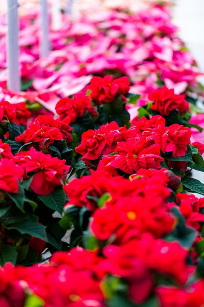 Poinsettia a la venta en el centro de jardinería local.