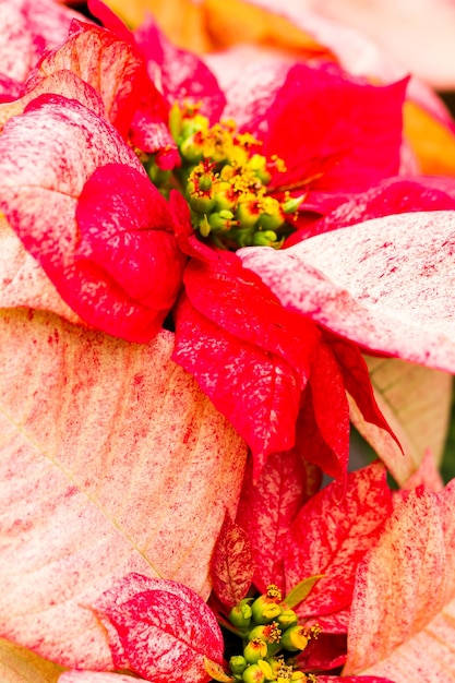 Poinsettias brillantes para la temporada navideña / festiva.