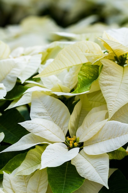 Poinsettias brillantes para la temporada navideña / festiva.