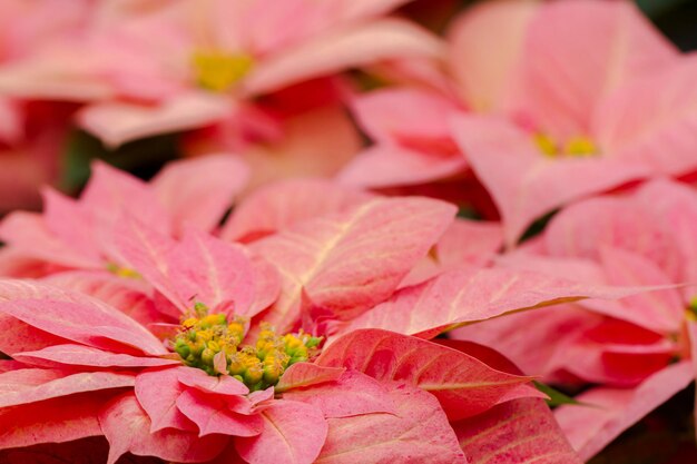 Poinsettias brillantes para la temporada navideña / festiva.