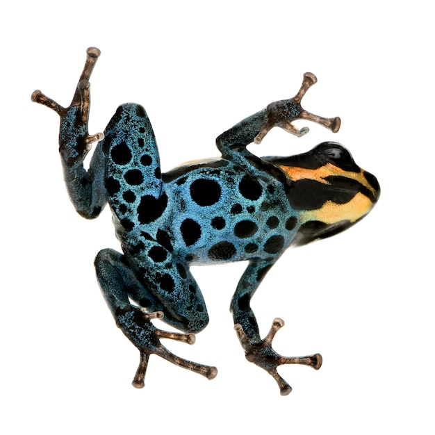 Poison Dart Frog - ranitomeya amazonica oder Dendrobates amazonicus auf einem weißen isolierten