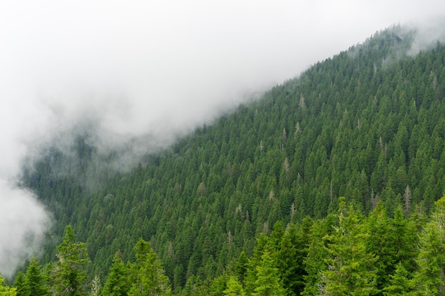 Pokut Plateau Rize Camlihemsin Türkei