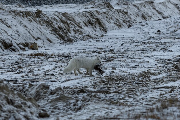 Polarfuchs im Winter gefunden gestorbenen Vogel.