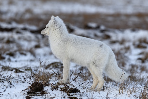 Polarfuchs im Winter in der sibirischen Tundra