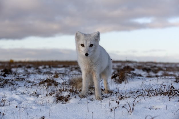 Polarfuchs im Winter in der sibirischen Tundra