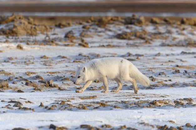 Polarfuchs im Winter in der sibirischen Tundra