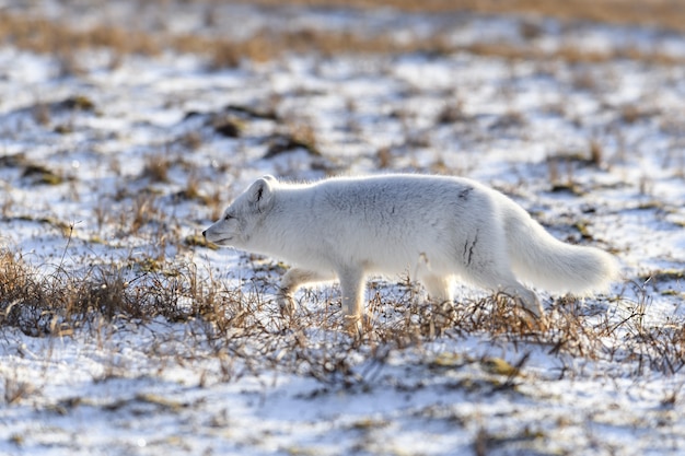 Polarfuchs im Winter in der sibirischen Tundra