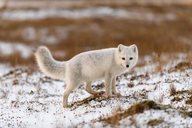 Polarfuchs im Winter in der sibirischen Tundra